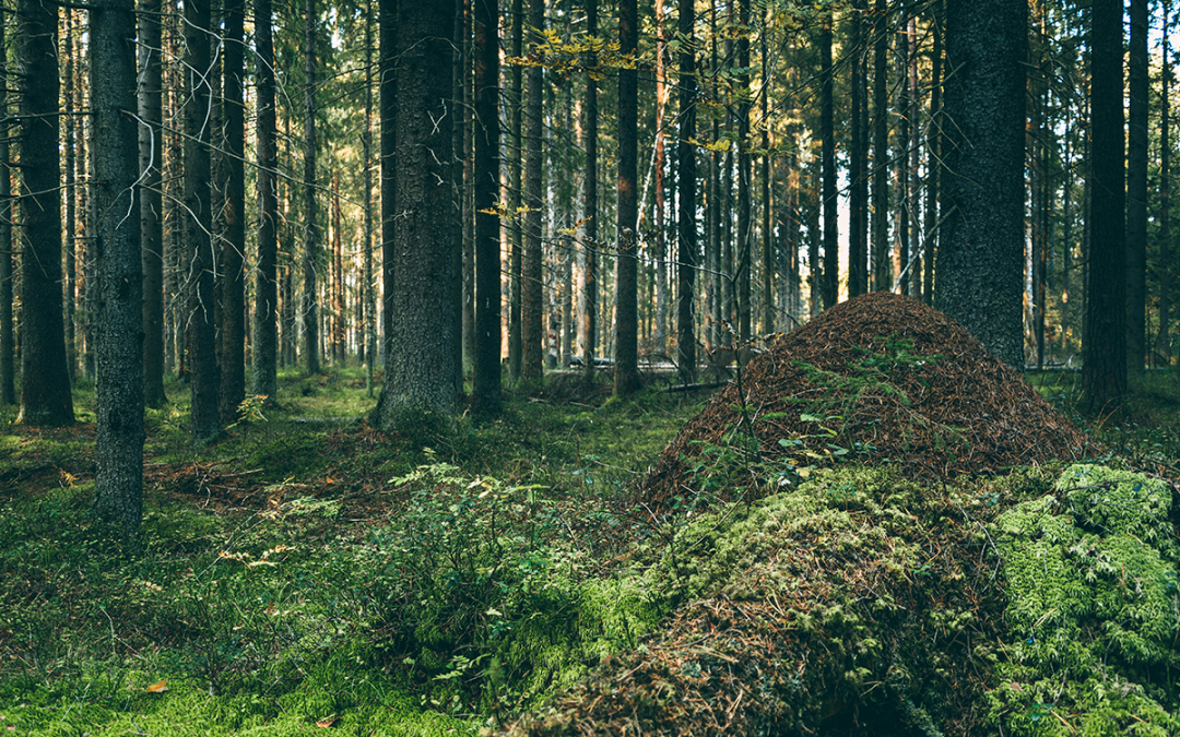 Indigenous Rights to Land